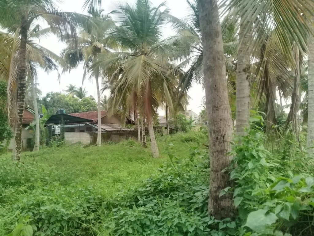 Daluwakotuwa Welihena