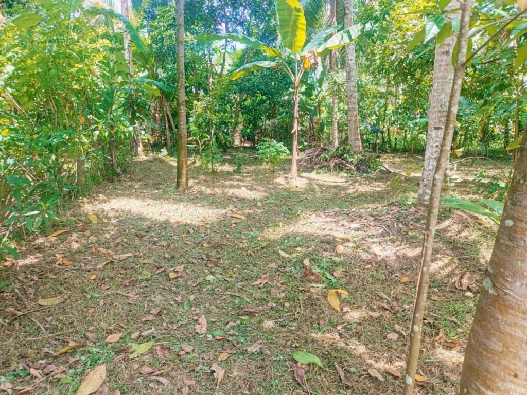 Land for sale- Waliweriya