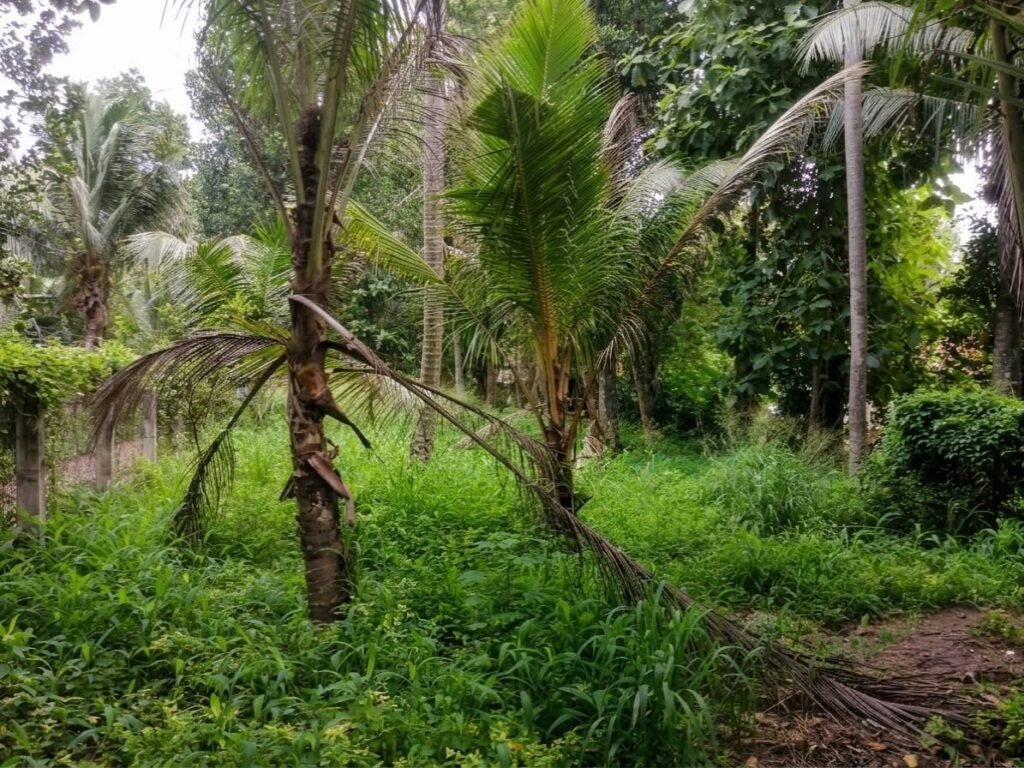 Land for Sale – Kimbulapitiya