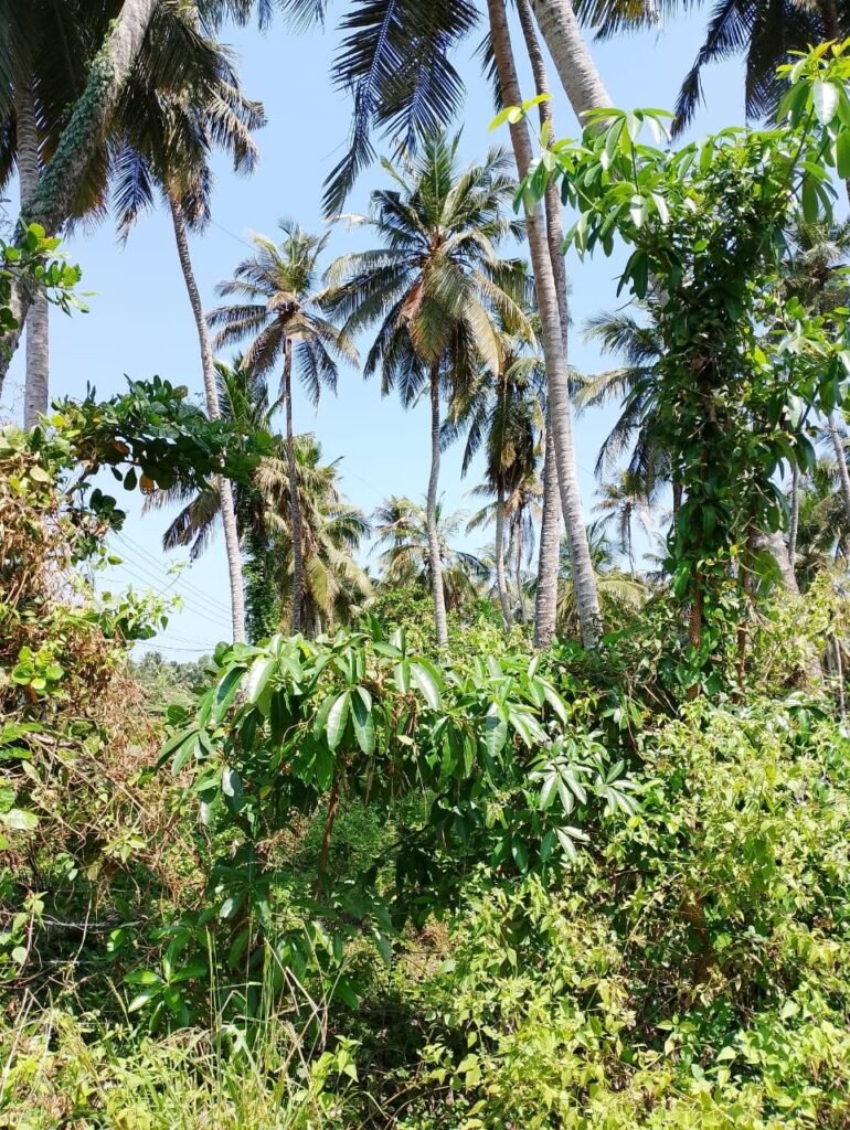 Land For Sale – Marawila