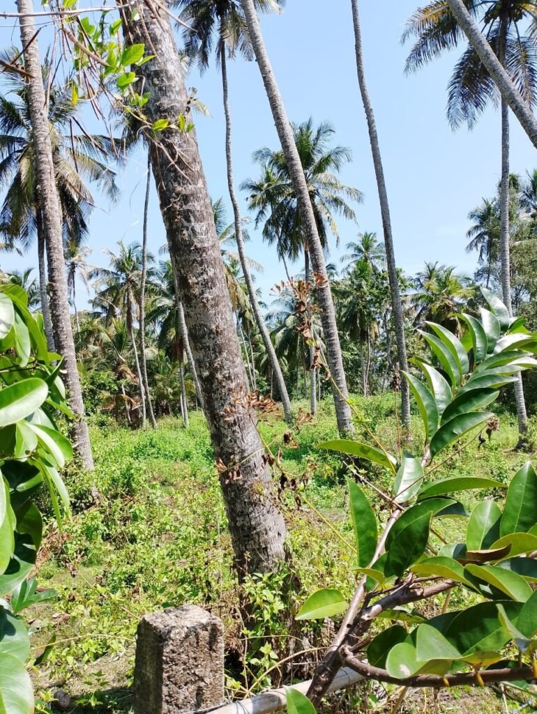 Land For Sale – Marawila