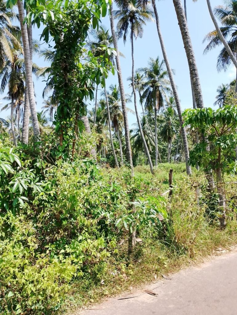 Land For Sale – Marawila