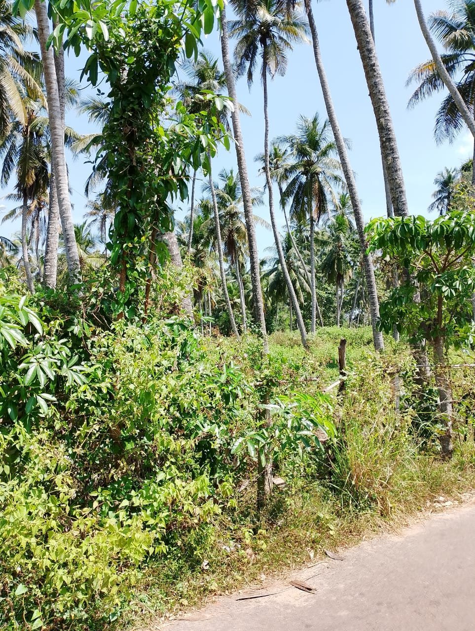 Land For Sale – Marawila