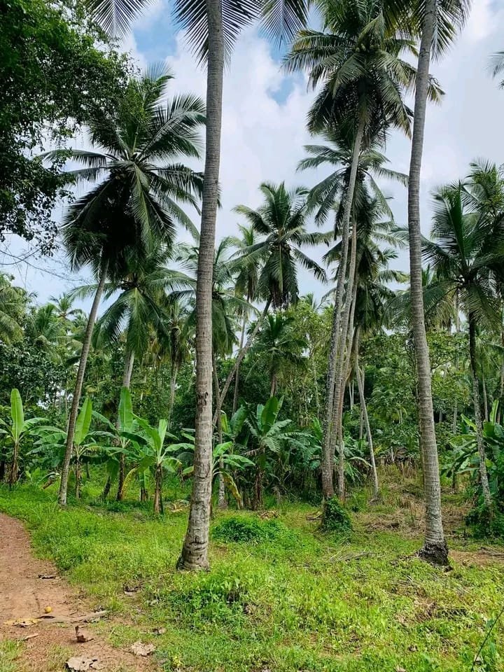 Land for Sale- Badalgama