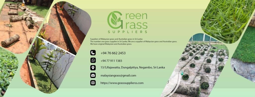 Green Grass Suppliers – Malaysian Grass & Landscaping