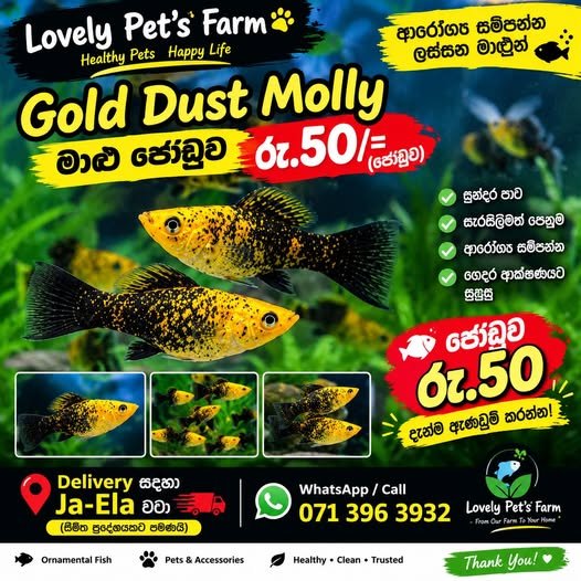 Lovely Pet’s Farm – Gold Dust Molly Fish